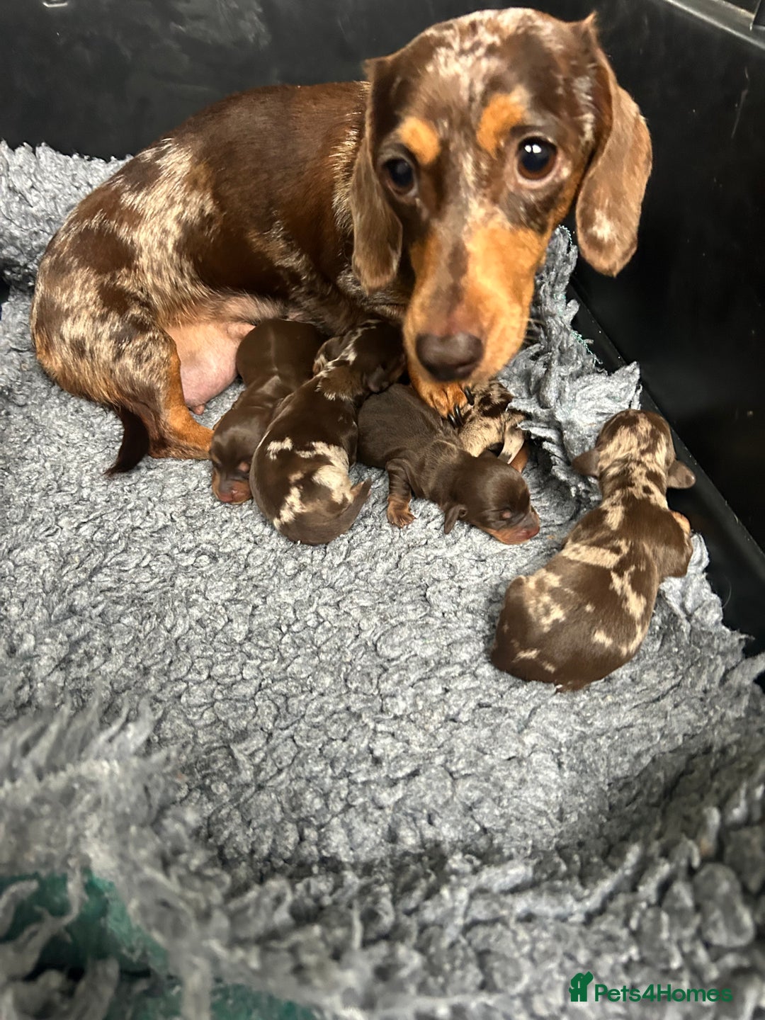 Miniature Dachshund dogs for sale: Miniature dachshund puppies  - Image 4