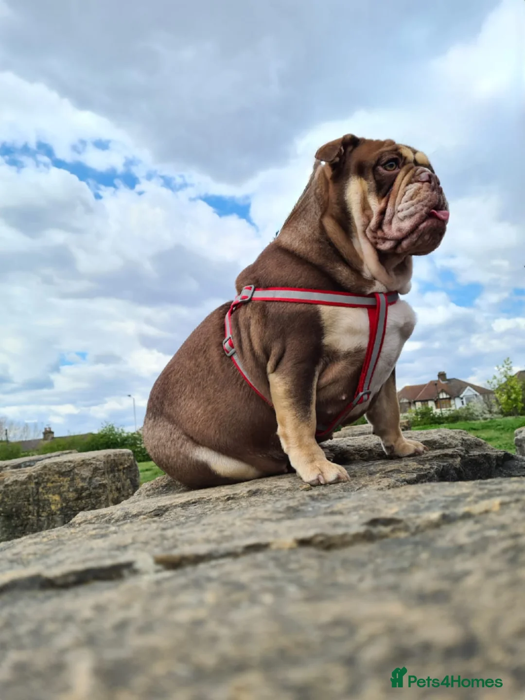 English Bulldog dogs for stud: Dog for stud in Dagenham - Advert 28