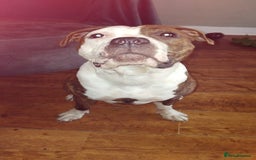 Staffordshire Bull Terrier dogs for sale:  Female 24 weeks/17 months/2 years 9 months in Morecambe - Image 18