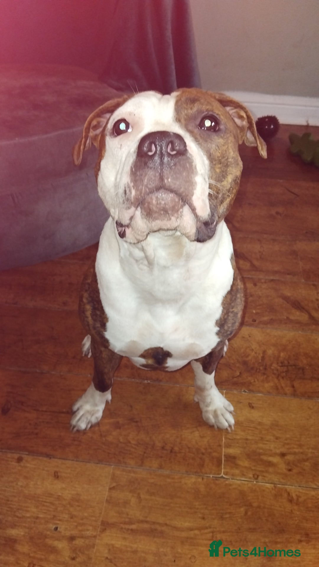 Staffordshire Bull Terrier dogs for sale:  Female 24 weeks/17 months/2 years 9 months in Morecambe - Image 18