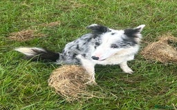 Border Collie dogs for sale: Blue Merle Bitch - Image 1