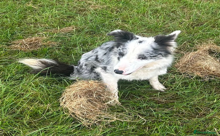 Border Collie dogs - Advert 8