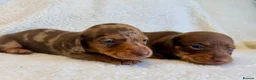 Miniature Dachshund dogs for sale: True miniature dachshunds - Advert 14