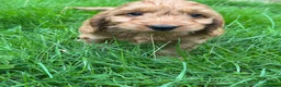 Cockapoo dogs for sale: FLUFFY F1 COCKAPOO PUPPIES HEALTH TESTED PARENTS - Advert 6