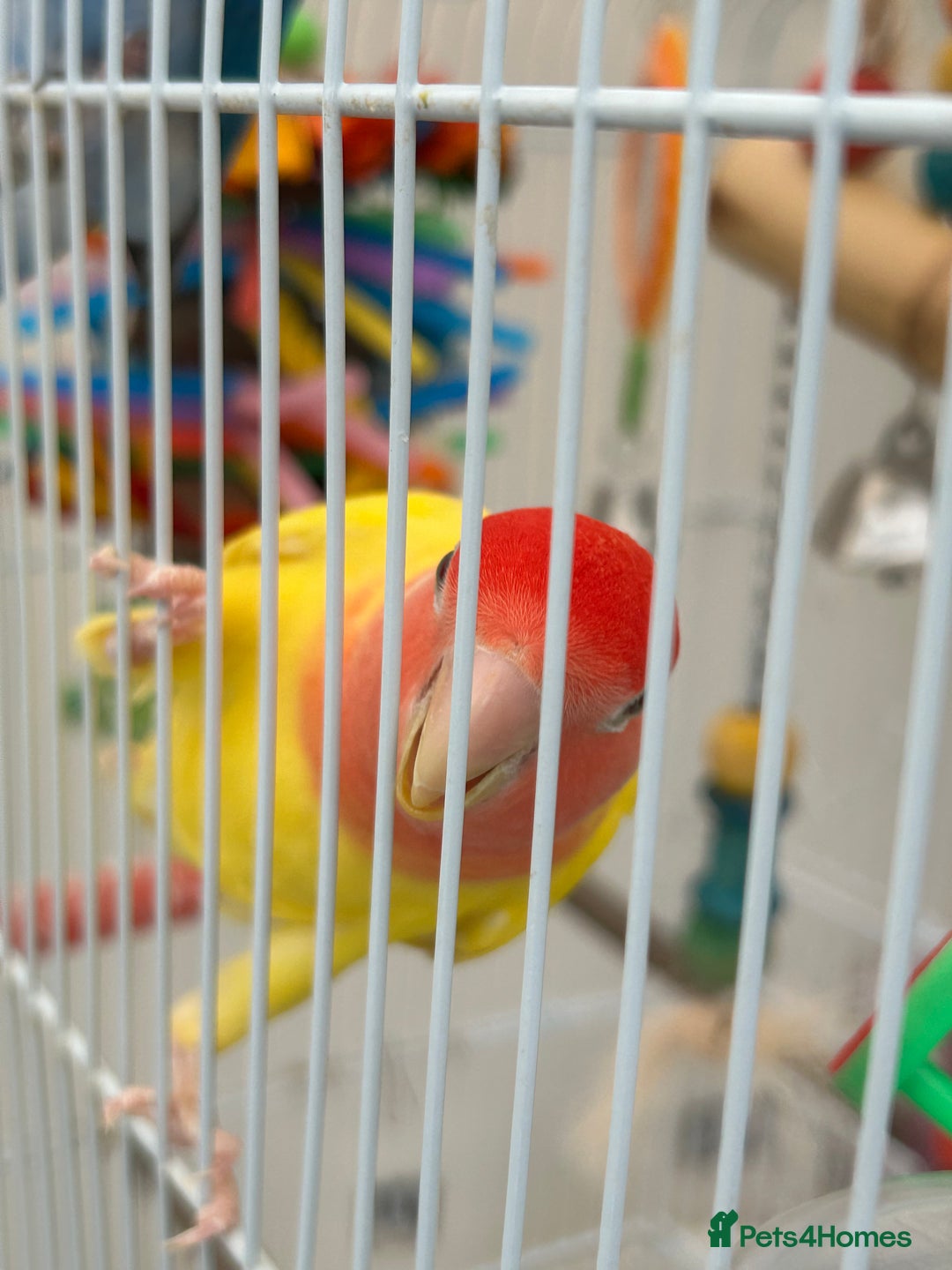 Lovebirds birds for sale: Love birds x 2 - Image 2