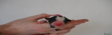 Jack Russell Puppy 7