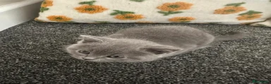 British Shorthair 3
