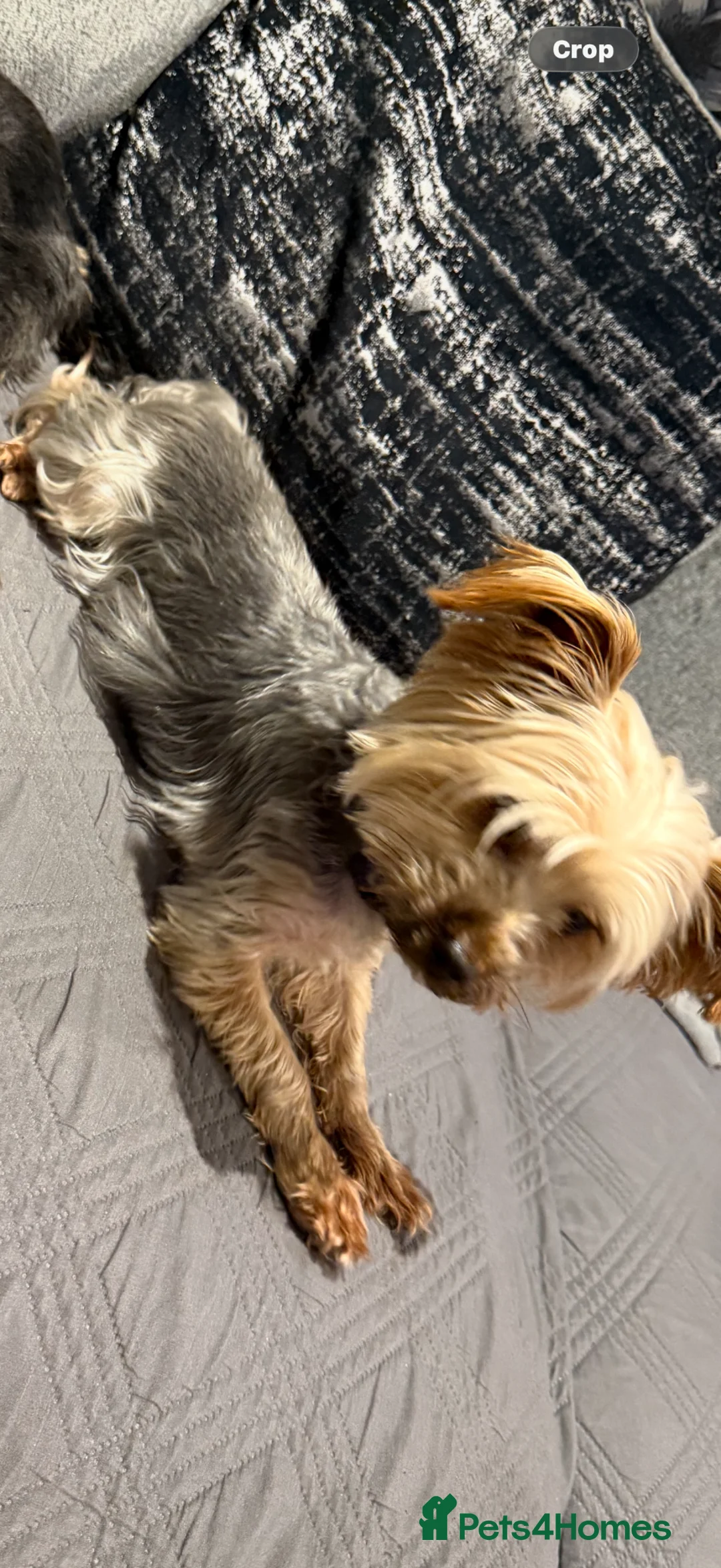 Yorkshire Terrier dogs for sale: Male  Yorkshire terrier  - Advert 1