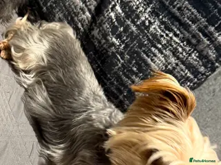 Yorkshire Terrier dogs Make Yorkshire terrier - Advert 1