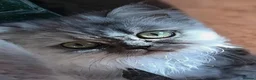 Persian cats for sale:  Persian Silver Shaded/Tipped kittens ready now - Advert 3