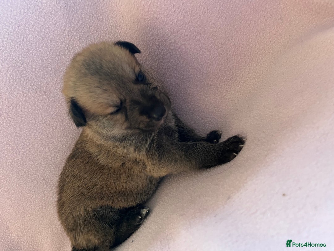 Mixed Breed dogs for sale: belgian malinois mix cross German shepherd  - Advert 10