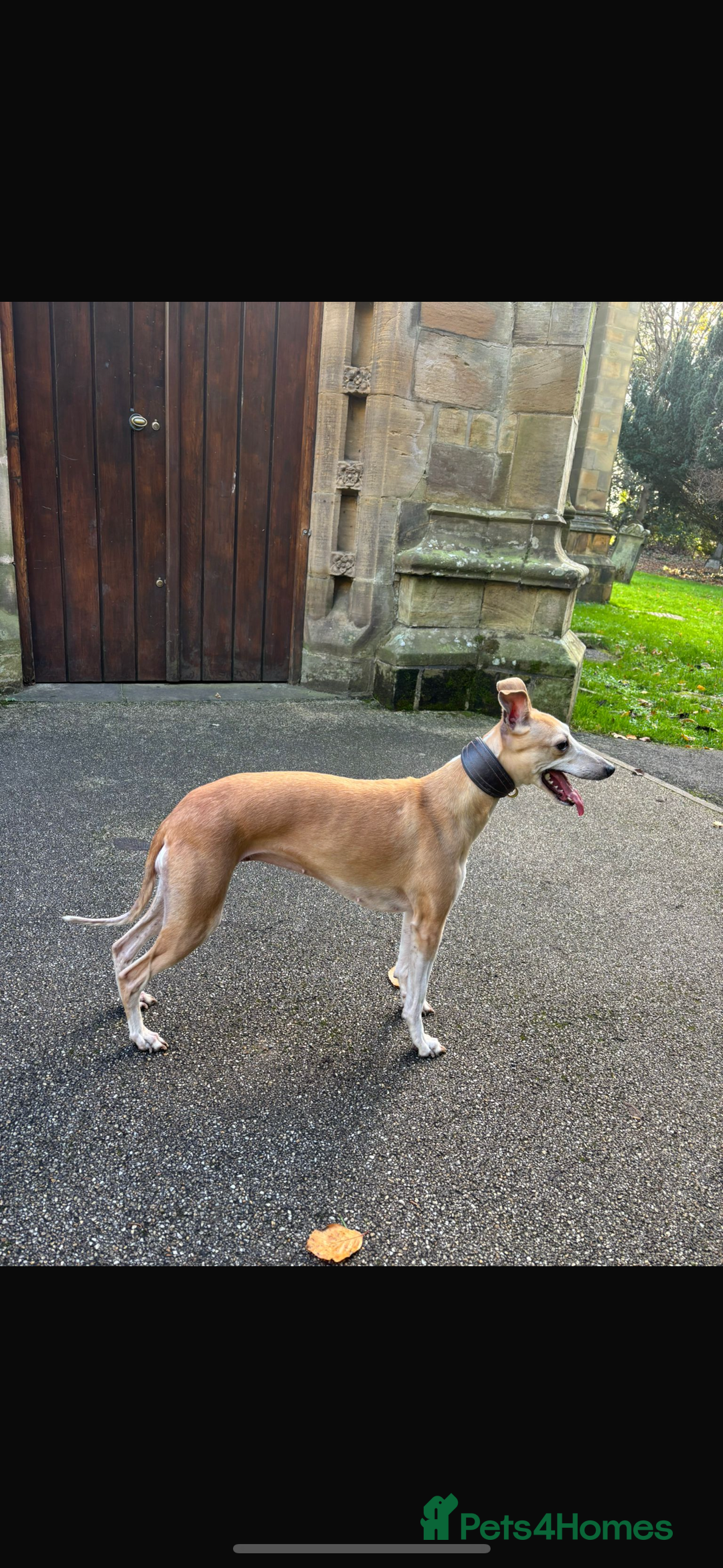 Whippet dogs for sale: One girl left ready to leave  - Image 19