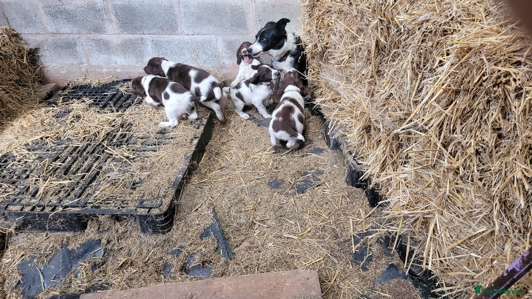 English Springer Spaniel dogs for sale: KC Working English Springer Spaniel puppies  - Image 4