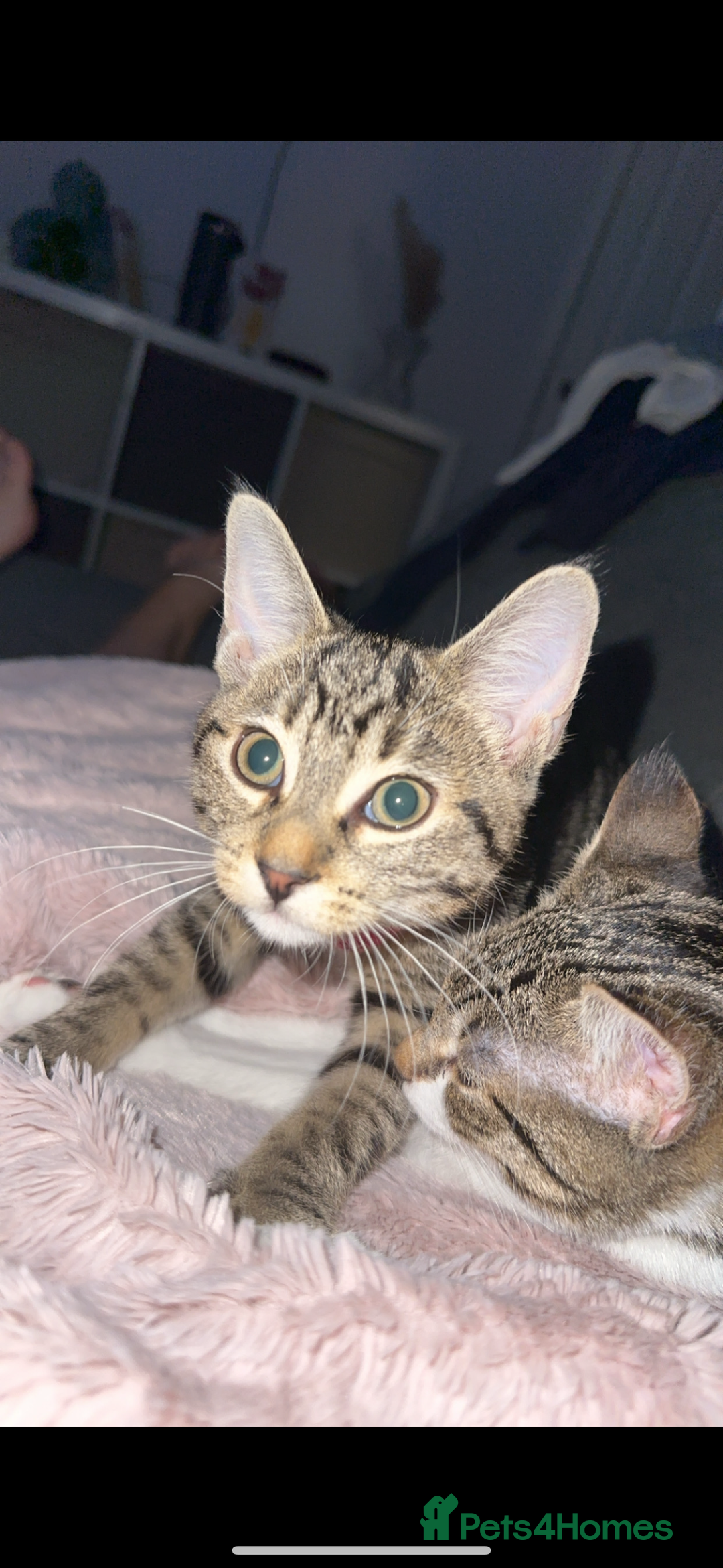 Bengal cats for sale: Gorgeous kitten Looking For A Forever Home - Image 5