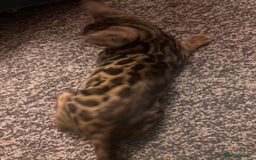 Bengal cats for sale: Bengals  - Image 18