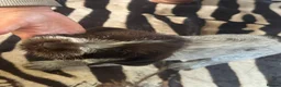 German Wirehaired Pointer dogs for sale: Ready to go Wiredhaired German pointer pups  - Advert 17
