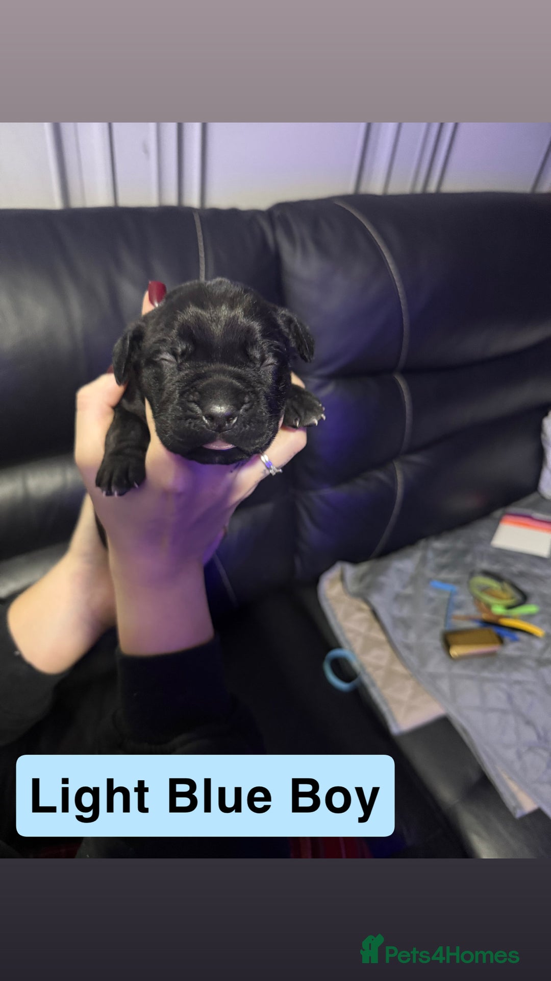 Cane Corso dogs for sale: 12 beautiful cane corso puppies 🐾 - Advert 4