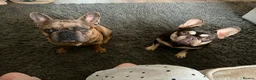 French Bulldog dogs for sale: Four Female French Bulldog Puppies  - Advert 1