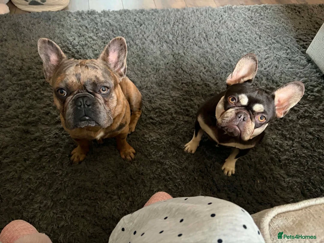 French Bulldog dogs for sale: Four Female French Bulldog Puppies  - Advert 1