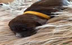 Cockapoo dogs for sale: 5 Chunky Miniature Cockapoos - Image 9