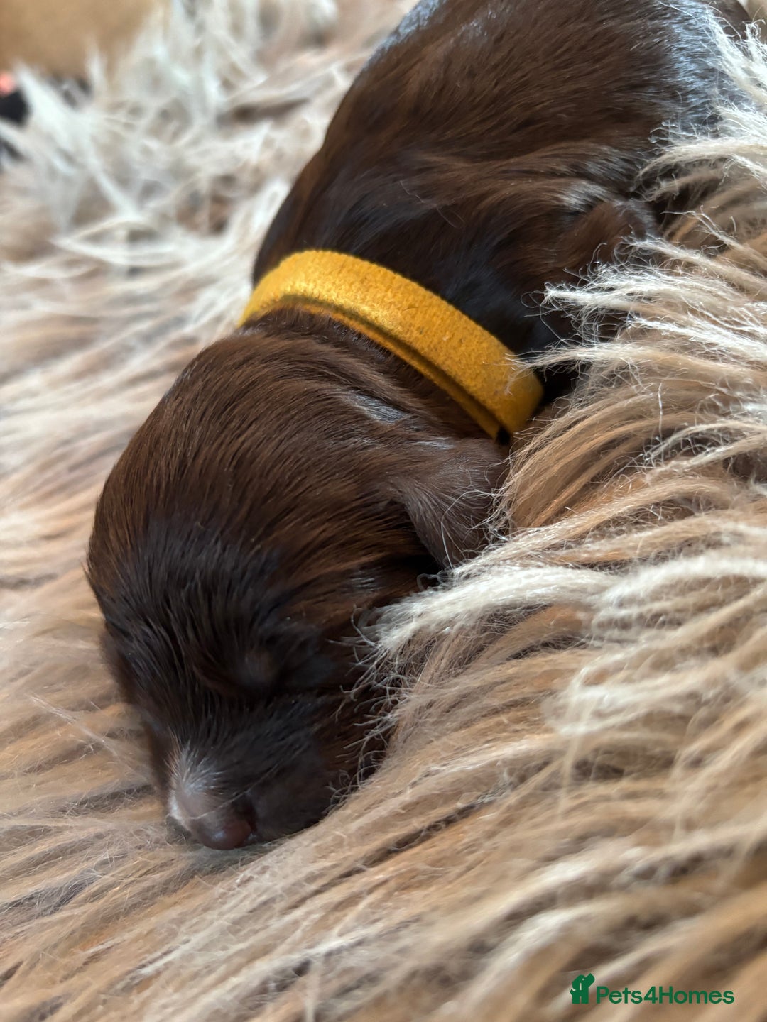 Cockapoo dogs for sale: 5 Chunky Miniature Cockapoos - Image 9