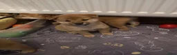 Japanese Shiba Inu dogs for sale: *New price! 3 left* all KC female shiba inus. - Advert 24