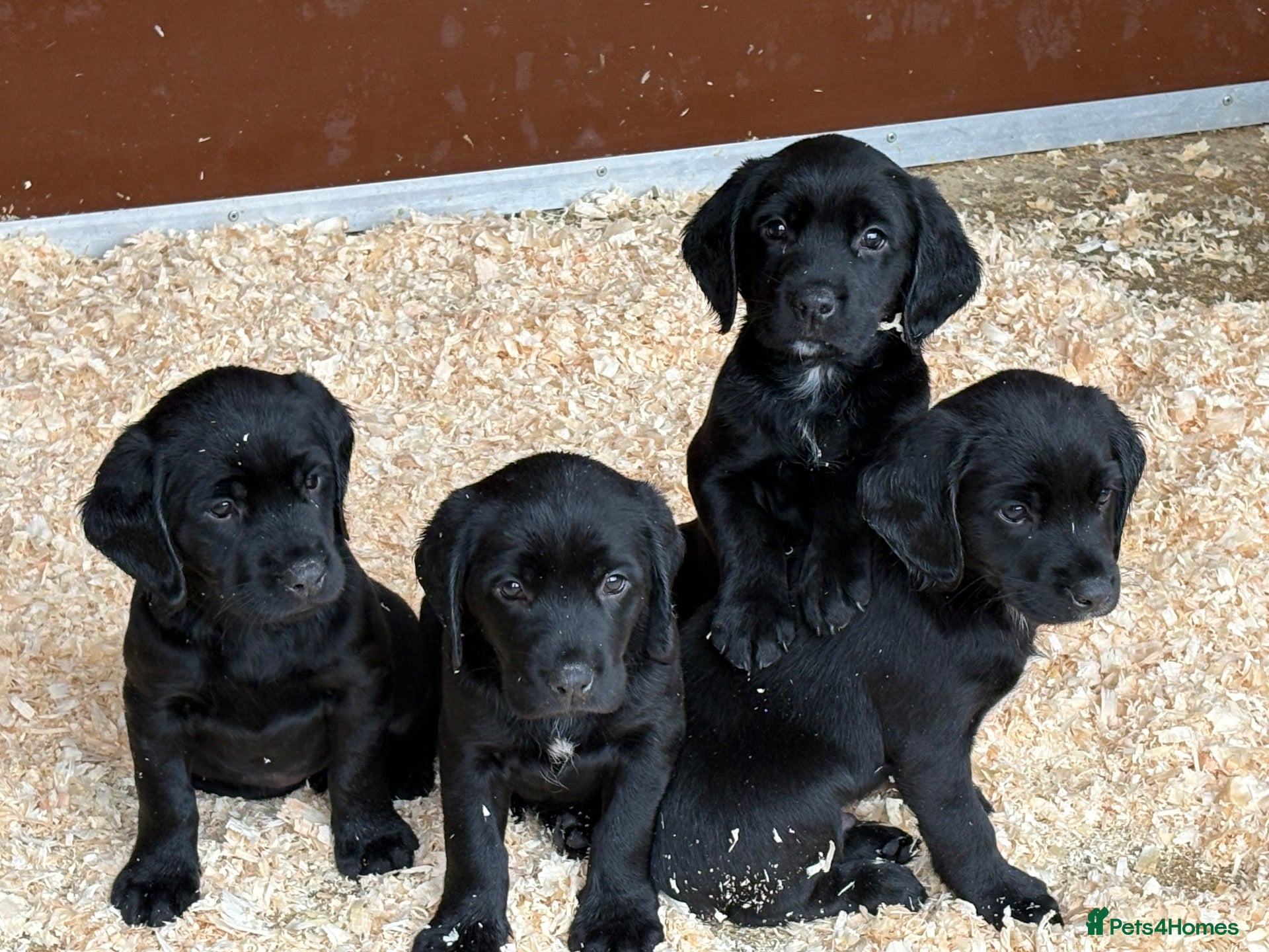 Springador dogs Beautiful little buns of joy - Advert 1