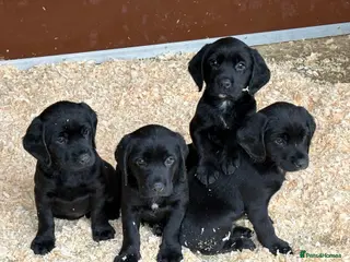 Springador dogs Beautiful little buns of joy - Advert 1