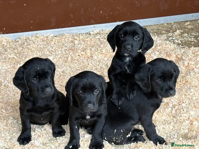 Springador dogs Beautiful little buns of joy - Advert 1