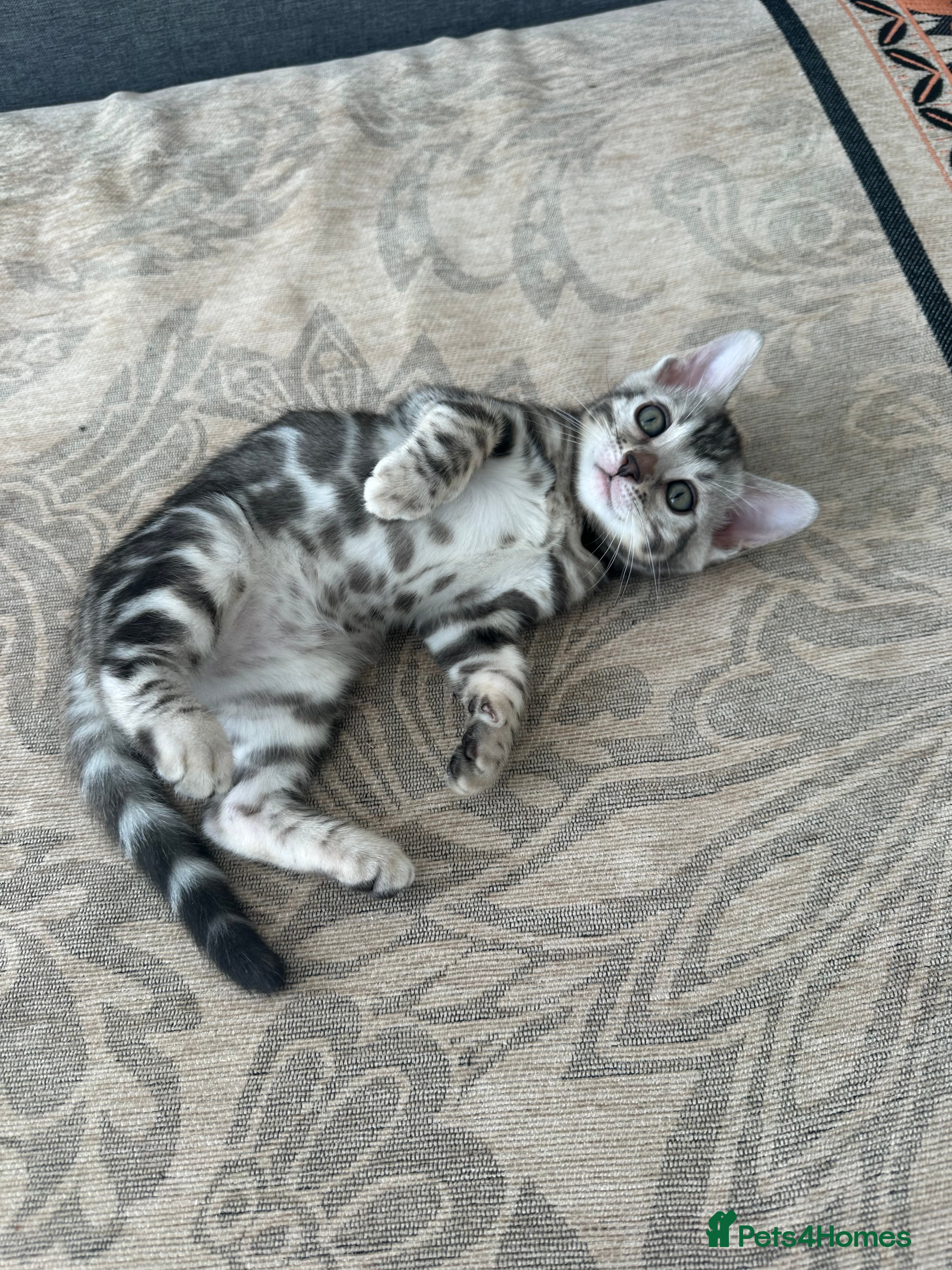 Bengal cats for sale: Bengal kittens for sale in Saffron Walden - Advert 18