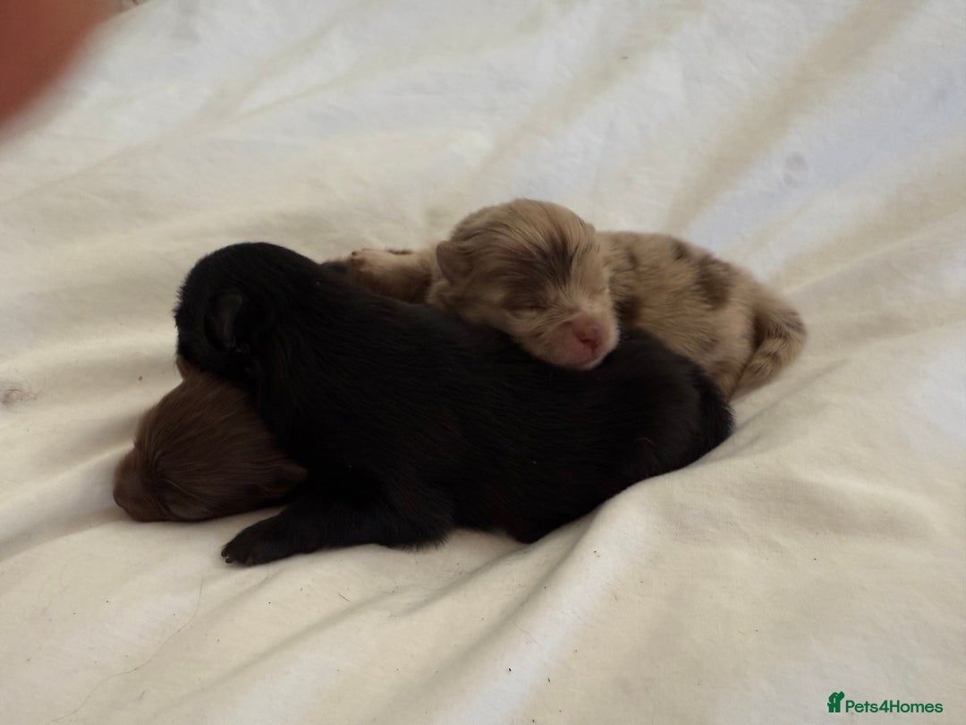Pomeranian dogs for sale: Kc jet black Pomeranian male Merlin  - Image 15