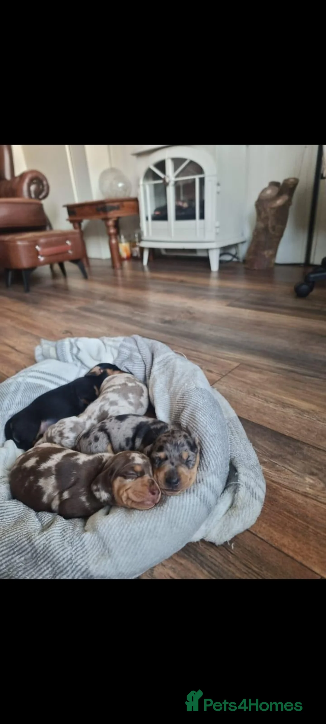 Dachshund dogs for sale: Beautiful Dapple Dachsund pups in Wolverhampton - Advert 5