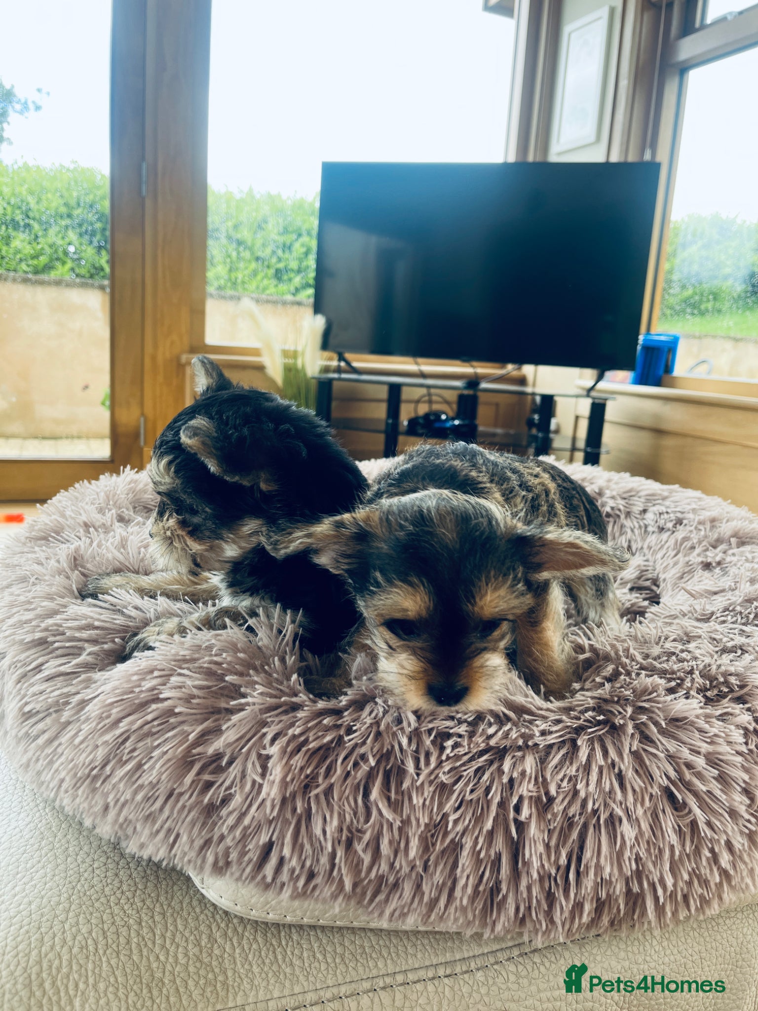 Mixed Breed dogs for sale: 2 female Yorkie pups ready for their forever home  - Advert 11