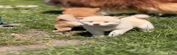 Japanese Shiba Inu dogs for sale: Health tested Shiba puppies - Advert 6