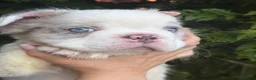 French Bulldog dogs for sale: French Bulldogs - Advert 15