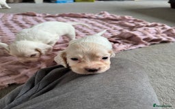 Cocker Spaniel dogs for sale: Cocker Spaniel Puppies (White/White & Gold) - Image 6