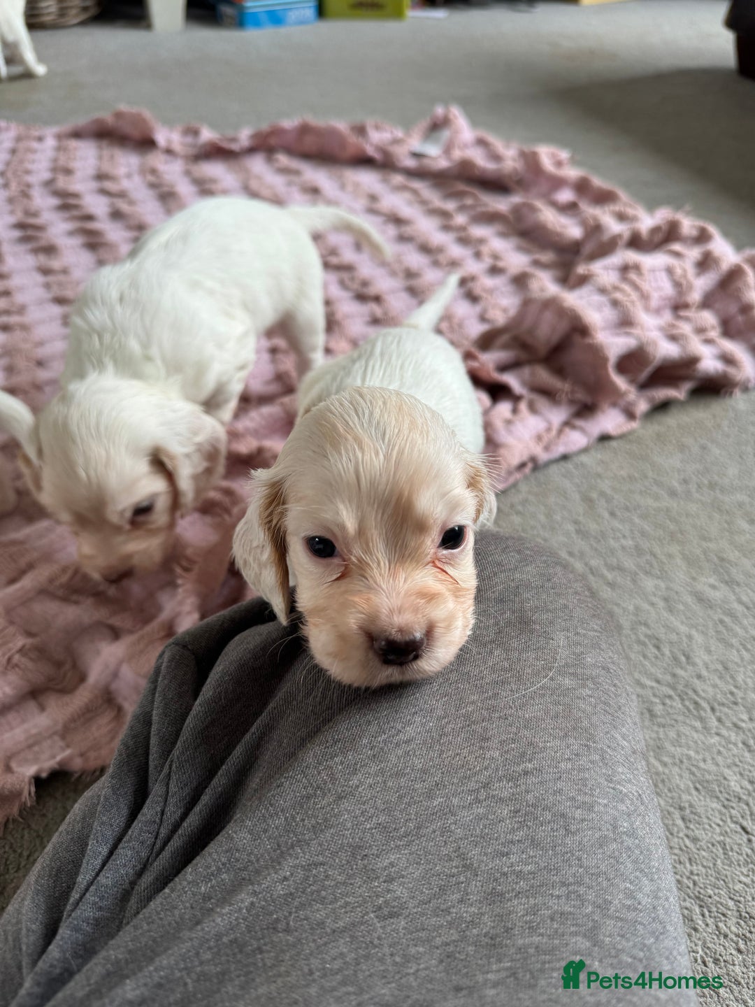 Cocker Spaniel dogs for sale: Cocker Spaniel Puppies (White/White & Gold) - Image 6