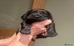 Cockalier dogs for sale: Gorgeous chunky Cockalier pupuchinos - Image 23