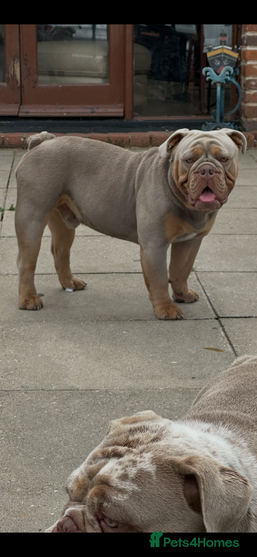 English Bulldog dogs for stud: English bulldog for stud  - Advert 5