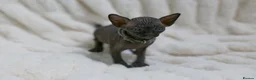 Sphynx cats for sale: Lovely Sphynx Kittens available - Advert 15