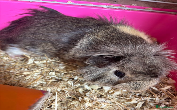 Guinea Pig rodents - Advert 1