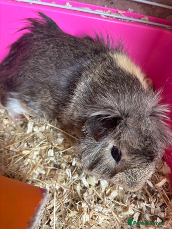 Guinea Pig rodents - Advert 1