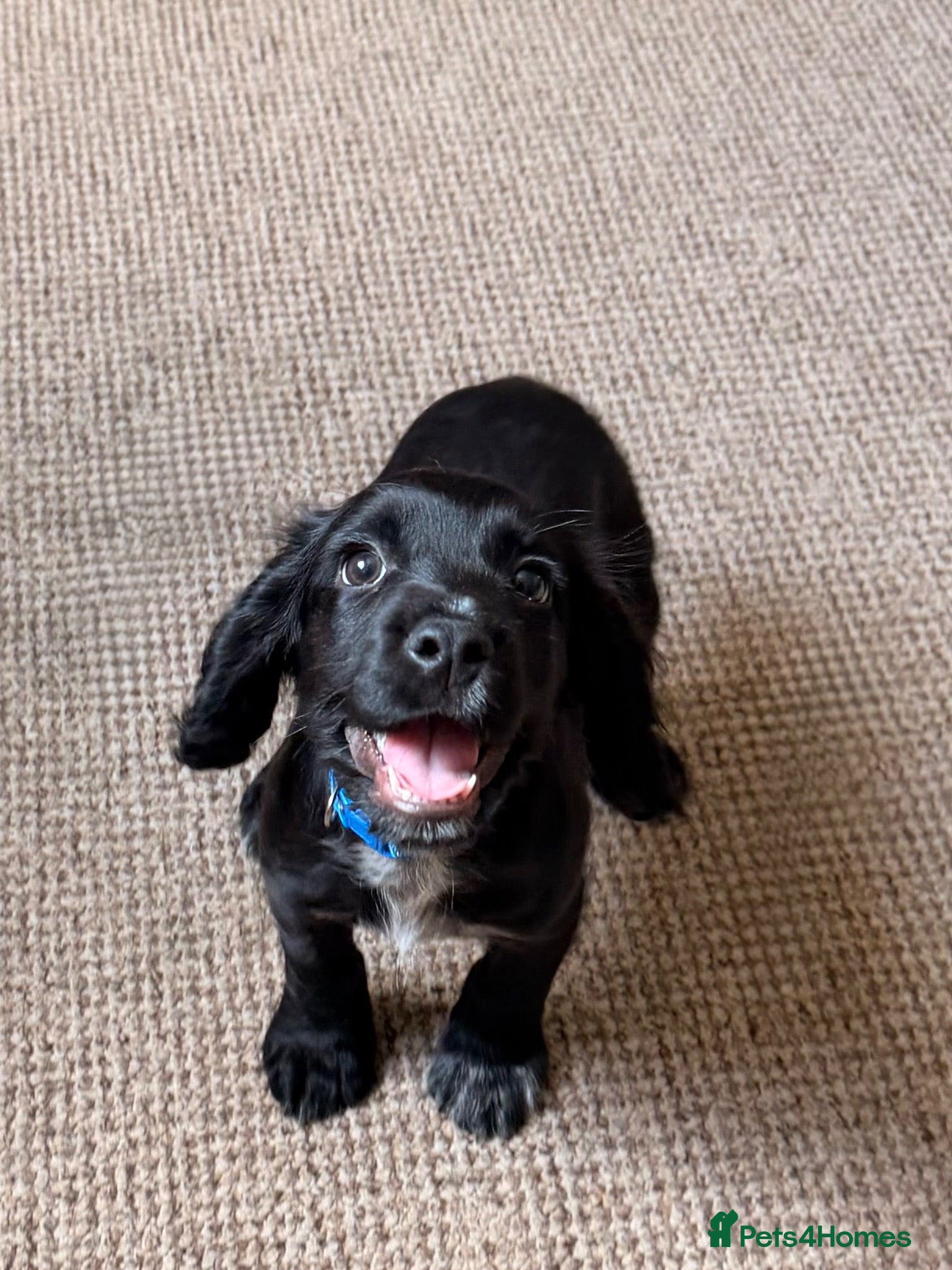Cocker Spaniel dogs Working cocker spaniels  - Advert 1