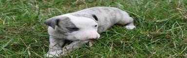 Whippet 2