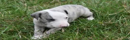 Whippet dogs for sale: Beautiful Pedigree Whippet Puppies.  in Boston - Advert 8