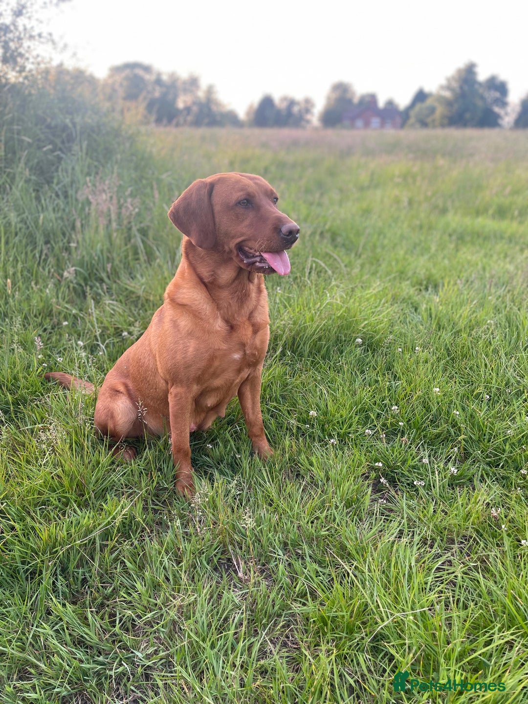 Labrador Retriever dogs for sale: Beautiful KC Black Female Pups  - Image 15