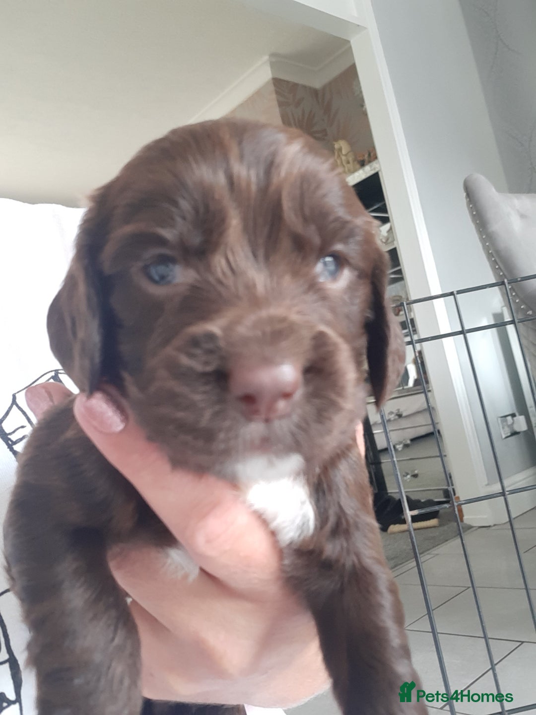 Cocker Spaniel dogs for sale: Kc registered cocker spaniel puppies - Image 5