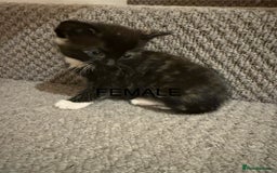 Mixed Breed cats for sale: 3 beautiful female kittens. - Image 4