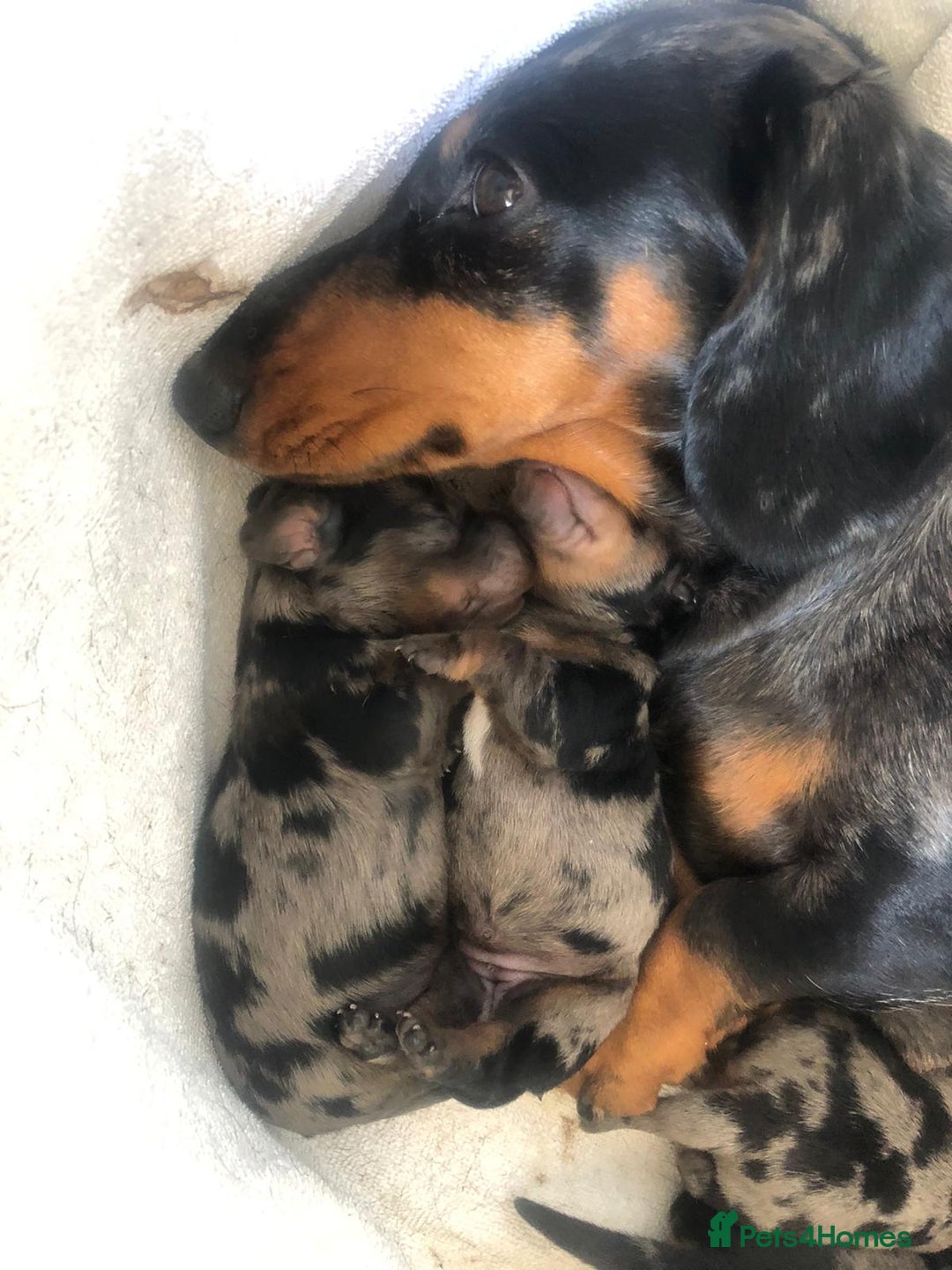 Miniature Dachshund dogs for stud: KC Registered Miniature Smooth Haired Stud - Image 5