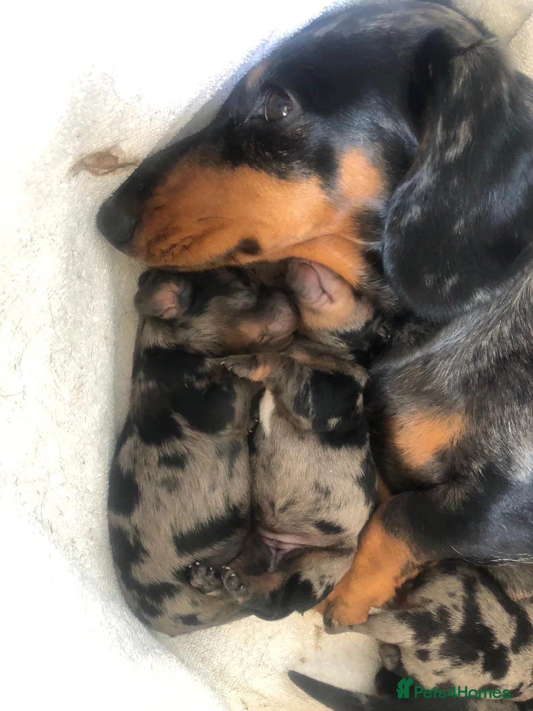 Miniature Dachshund dogs for stud: KC Registered Miniature Smooth Haired Stud - Advert 5